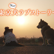 [MagicStar] 东京犬爱情故事 東京犬ラブストーリー EP02 [WEBDL] [1080p] [AMZN]【生】-ACG-二次元游戏动漫视频分享平台