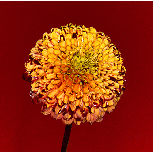 [180221]映画『空海―KUKAI―美しき王妃の謎』妖猫传 主題歌「Mountain Top Shape Of Miracle」／RADWIMPS[320K+BK]-ACG-二次元游戏动漫视频分享平台